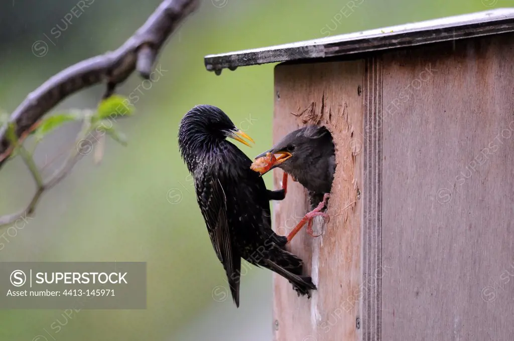 Starling nourishing its young in a nest box