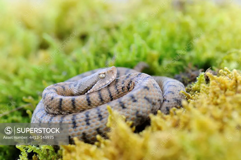 Aspic viper on moss France