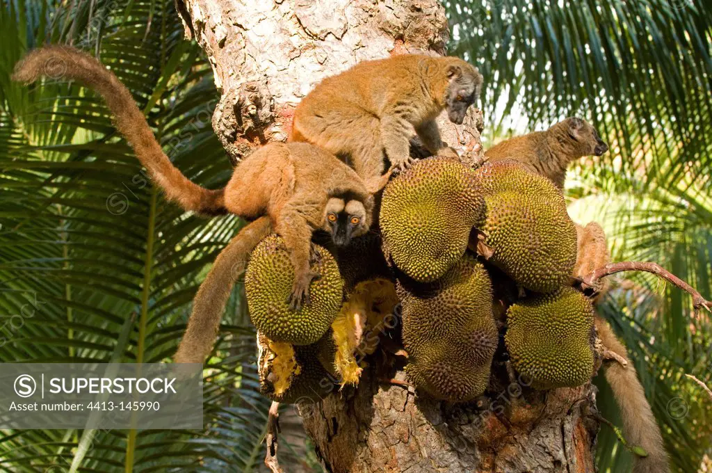 Common Brown Lemurs feed on fruit Jackfruit Mayotte