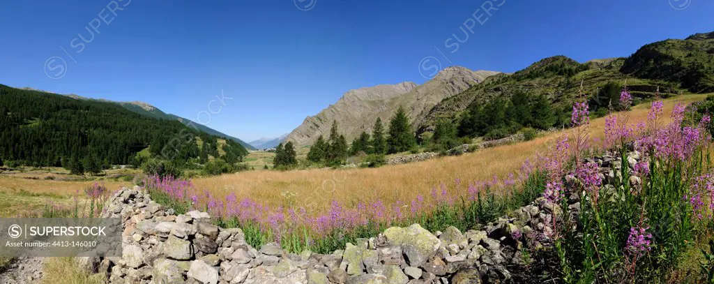 Scree and Epilobes Valley Crévoux Embrunais Alps France
