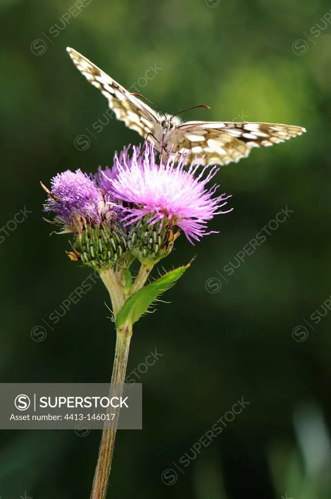 Nymphalidae on flower Cirse France