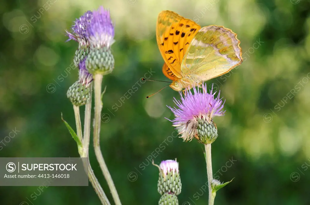 Silver-washed Fritillary on flower Cirse France