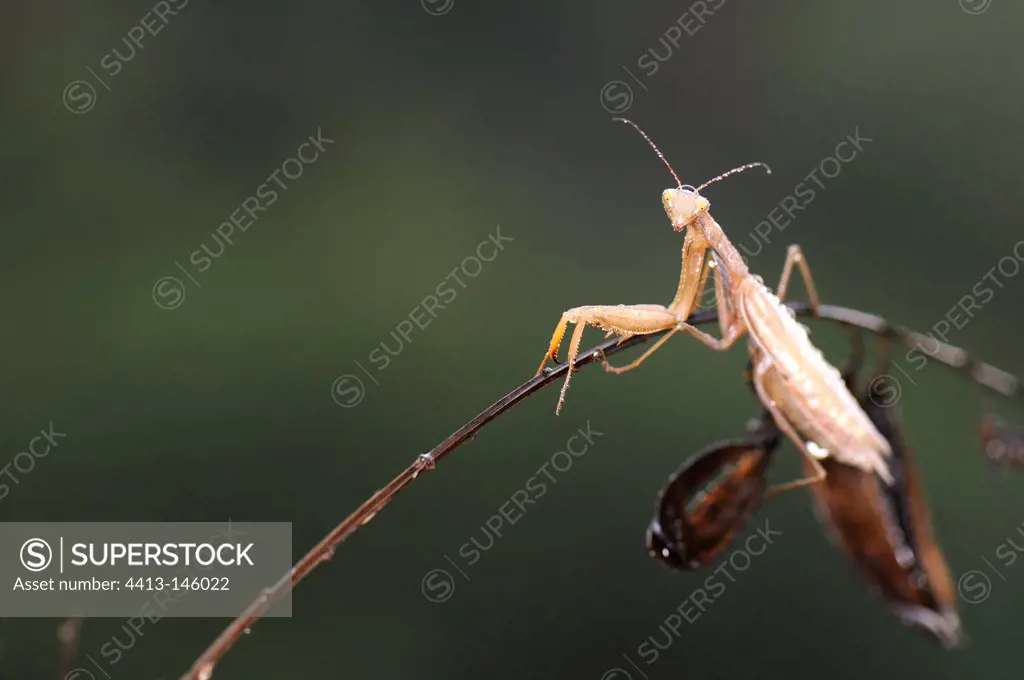 Praying Mantis covered with raindrops France