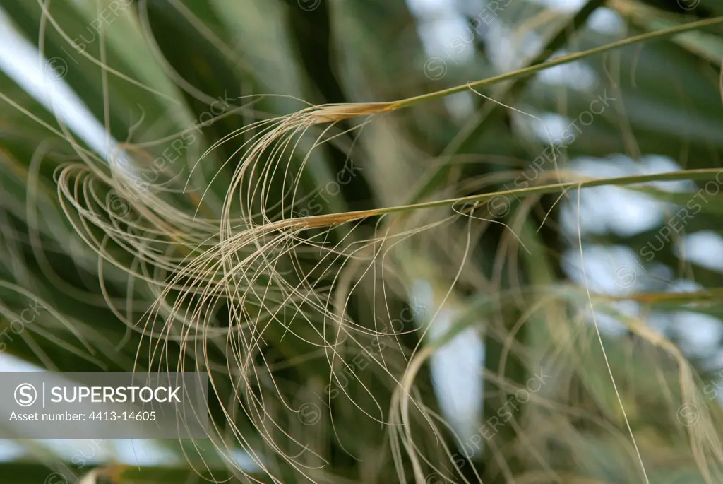 Detail of a palm of California fan Palm
