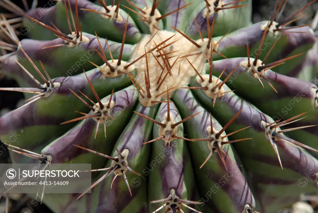 Detail of the spines of a cactus