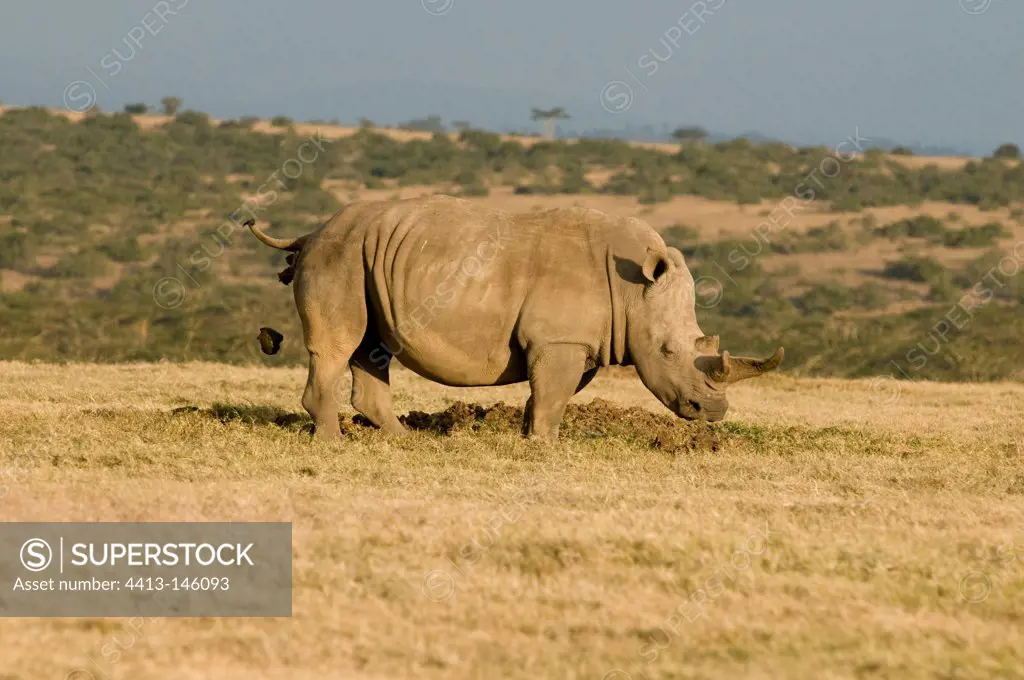 White Rhinoceros defecating Mount Kenya