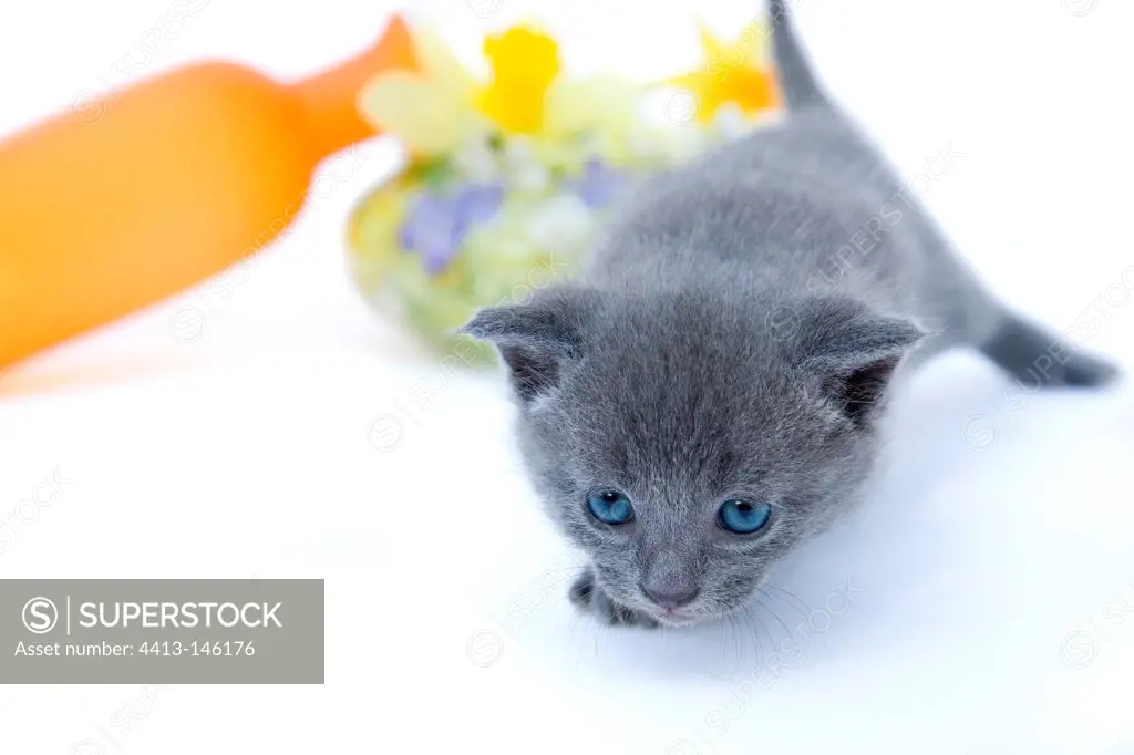 Gray kitten in front of a spilled vase and flowers