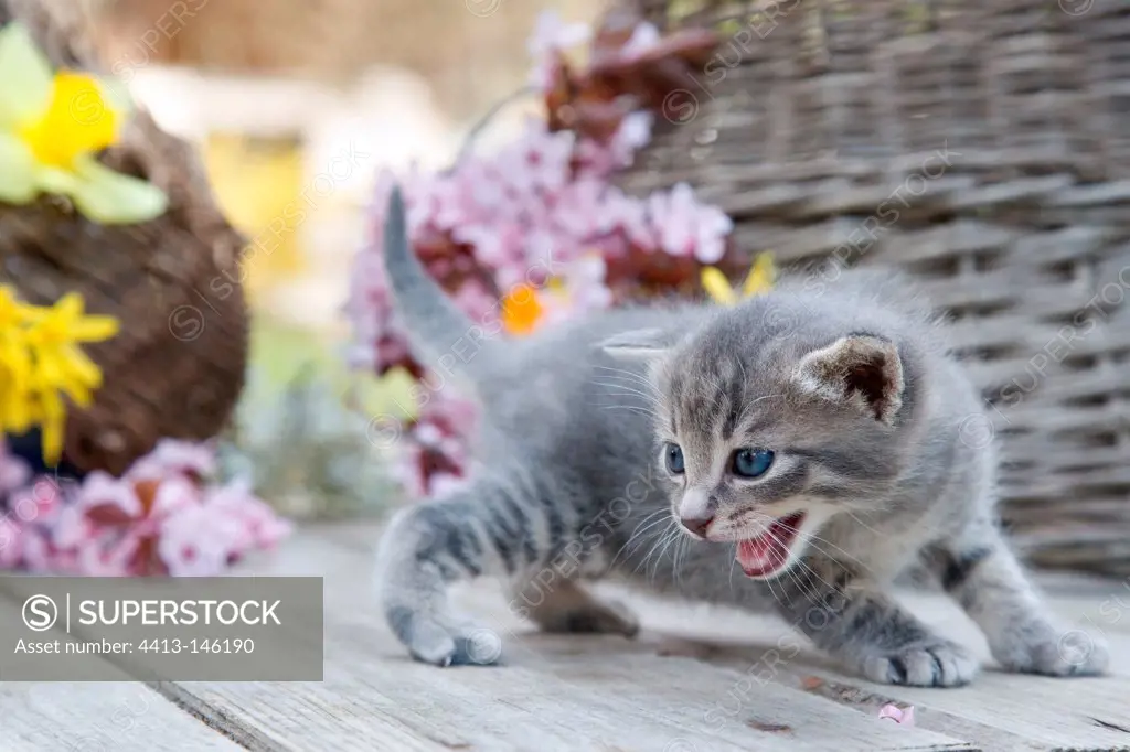 Gray tabby kitten in front basket and flowers of spring