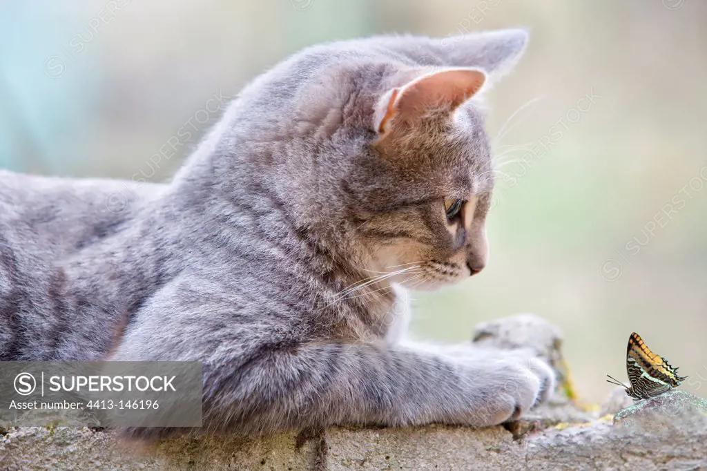Gray tabby kitten in front of a Two-tailed Pasha on a rock