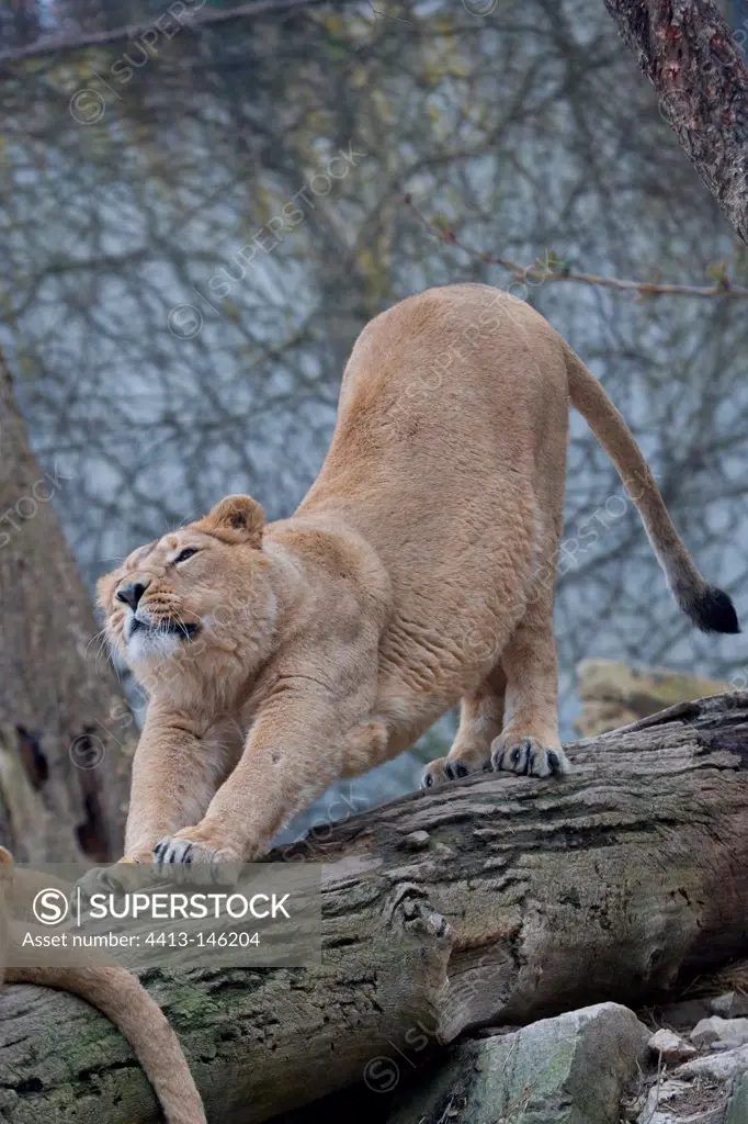 Asian lion female stretching on a branch Zoo Mulhouse France