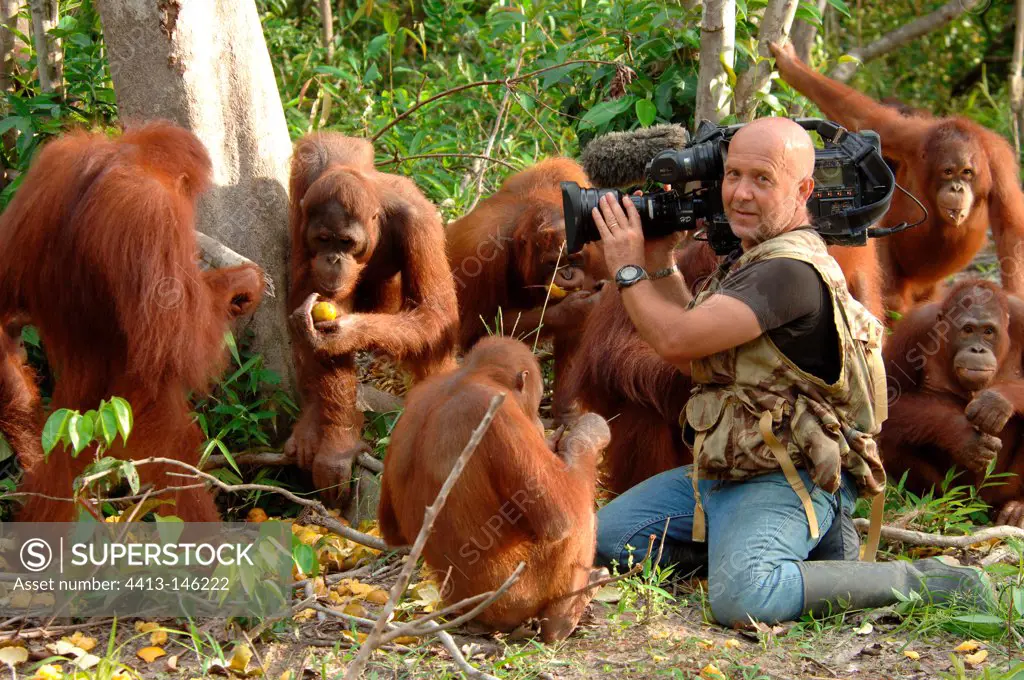 Wildlife moviemaker filming Orangutans Borneo island