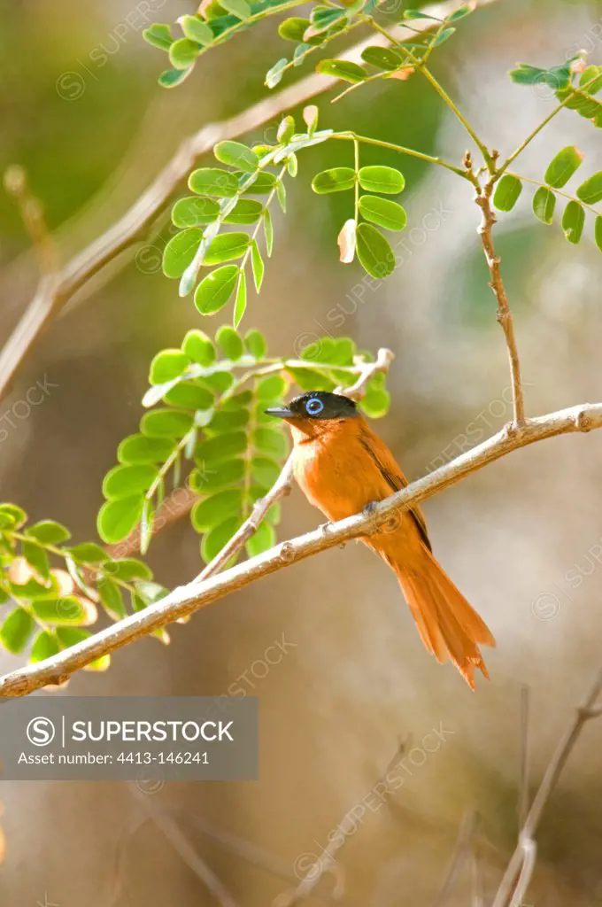 Madagascar Paradise-flycatcher female in Mayotte