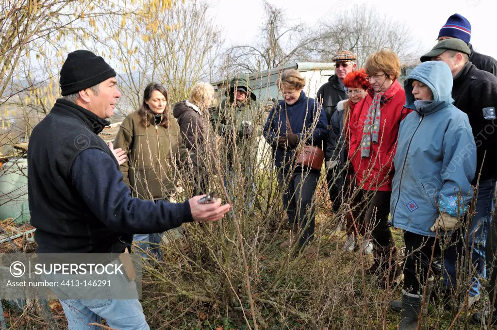 Learning the pruning shrubs berries in winter France