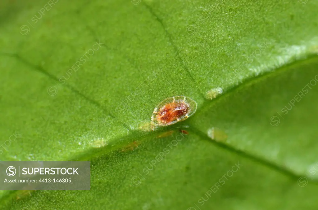 Mealybug on leaf Anthurium in Apartments France