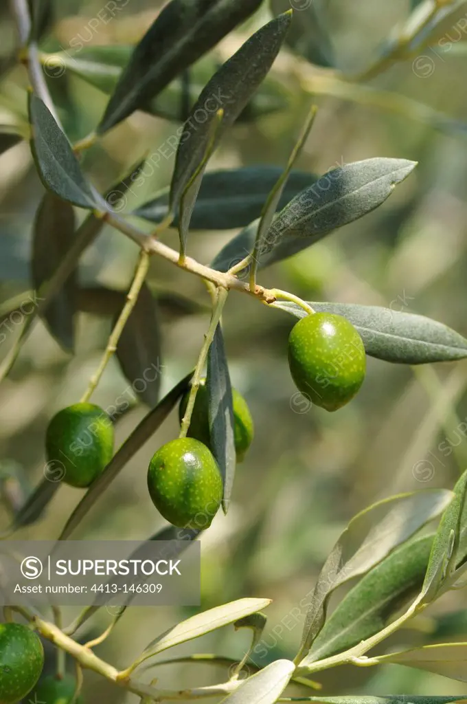 Olive 'Tanche' on the tree-Moulin Dozol Autrand Nyons France