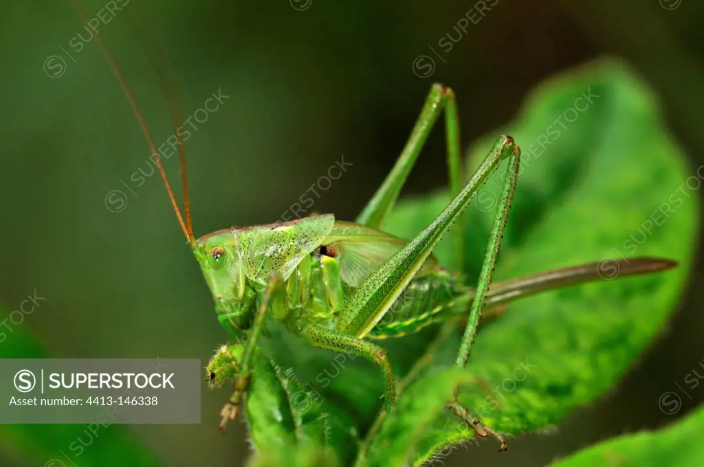 Young Great Green Grasshopper on leaf undergrowth France