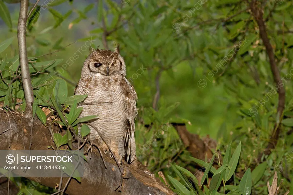 Spotted Eagle-owl Lake Baringo Kenya
