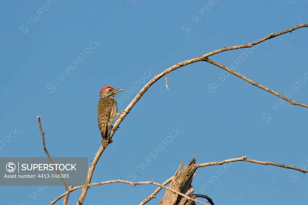 Cardinal Woodpecker on a branch Lake Baringo Kenya
