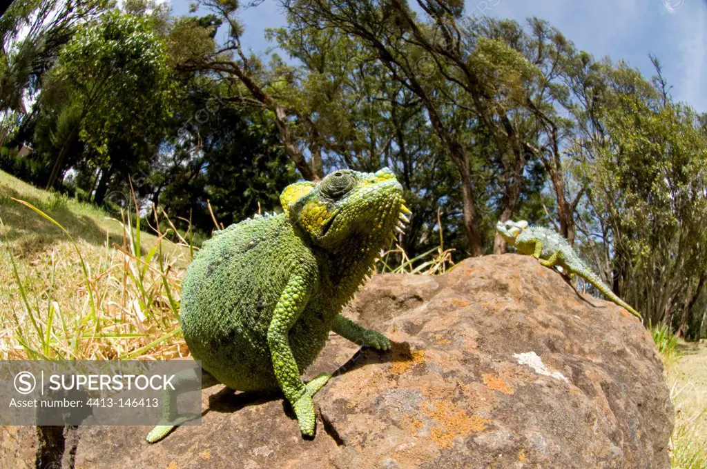 Jackson's three-horned chameleon female on a rock Kenya
