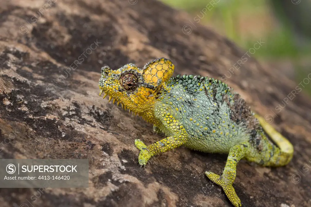 Jackson's chameleon female on a rock in Kenya