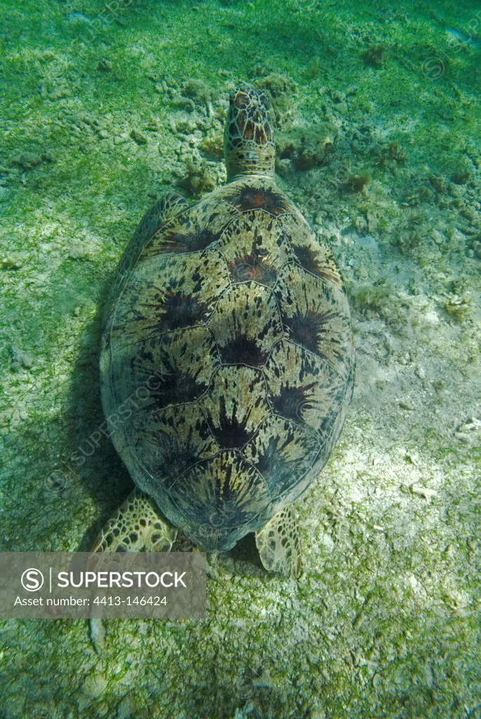 Green turtle feeding on a seagrass Mayotte