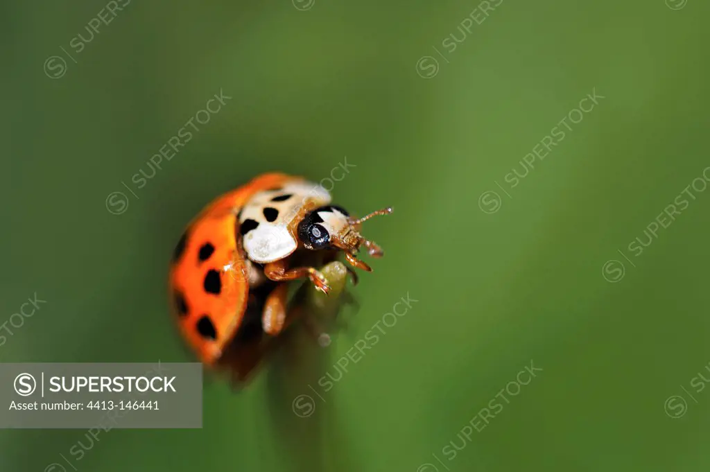 Asian lady beetle to the end of a leaf of Crocus France