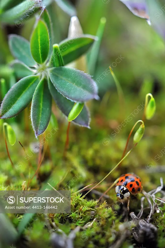 Asian lady beetle walking on a moss garden France