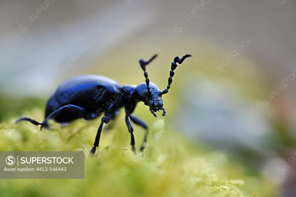 Oil beetle walking on the moss beside a logging road