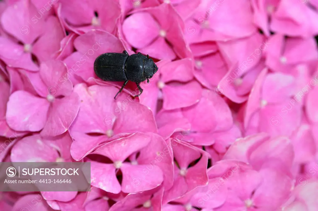 Lesser stag beetle male on a flower hydrangea France
