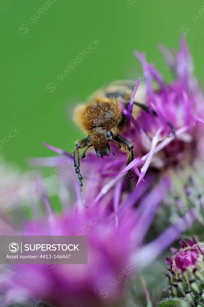 Banded cheating on a thistle flower in summerFrance