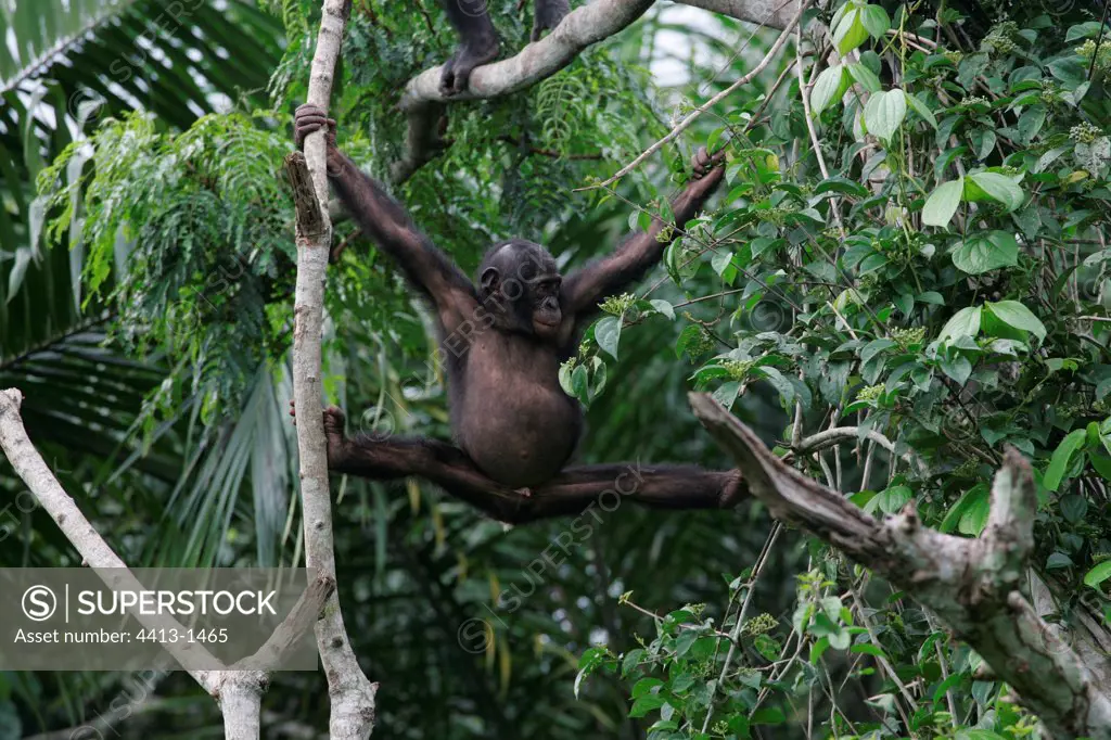 Young male Bonobo playing in a tree Democratic Republic of Congo