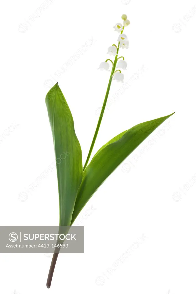 Lily-of-the-valley in studio