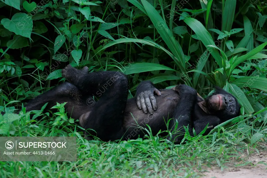 Bonobo resting Democratic Republic of Congo