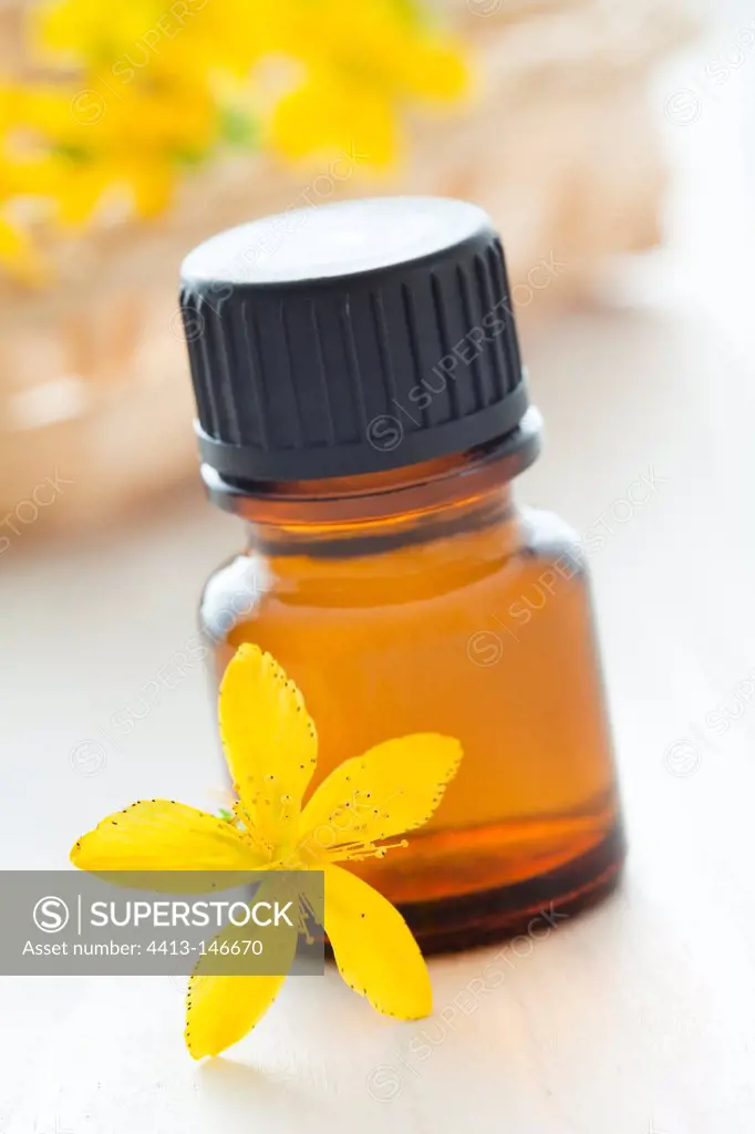 Common Saint Johnswort essential oil and flower