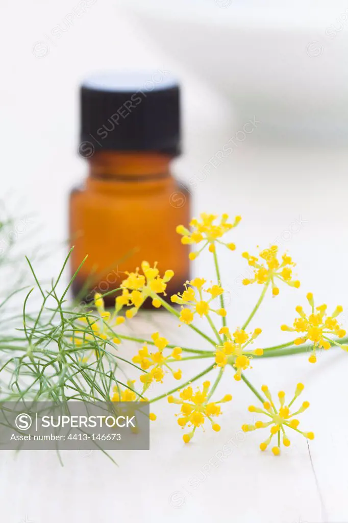 Sweet fennel essential oil and flower