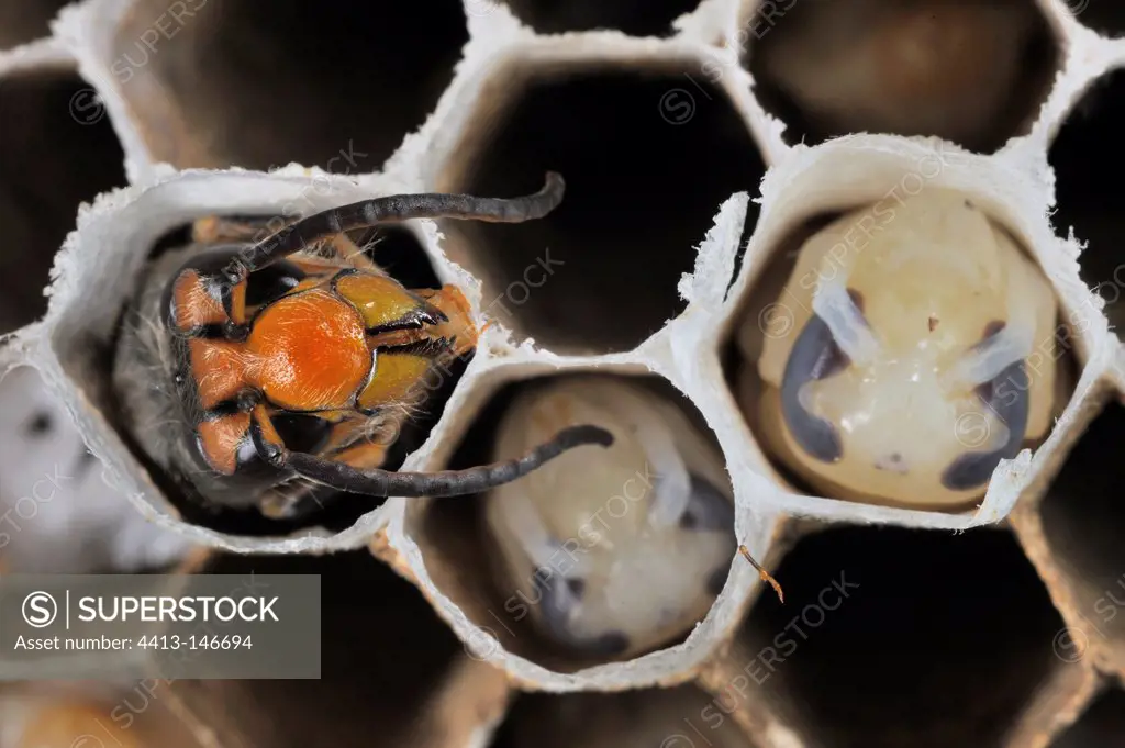 Emergence of a worker Asian Predatory Hornet in his cell
