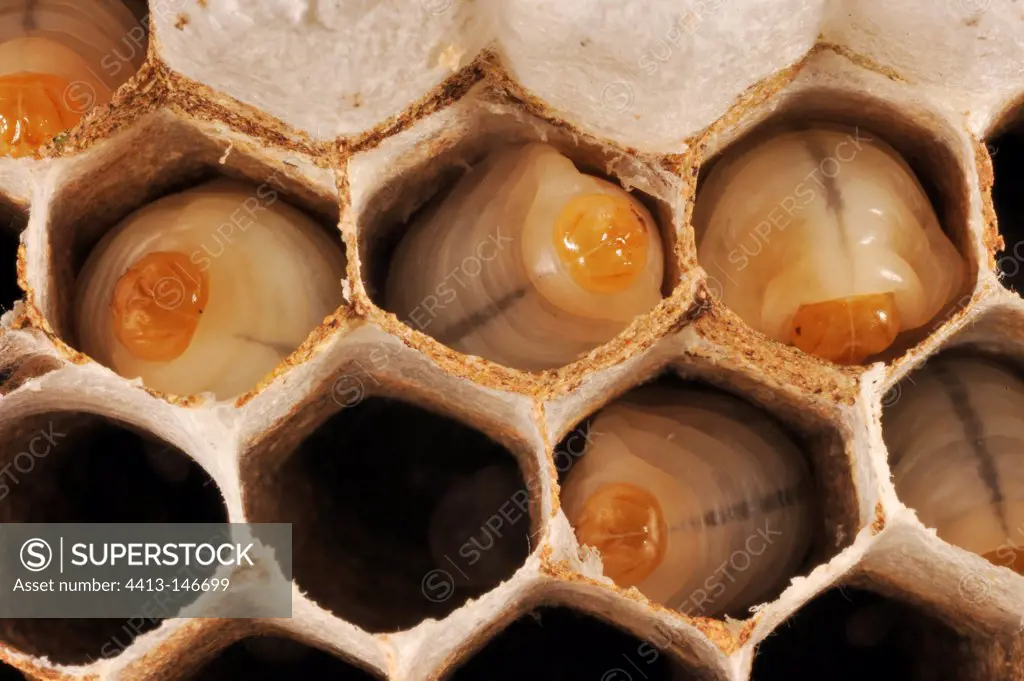 Worker larvae of Asian predatory Hornets in their cells