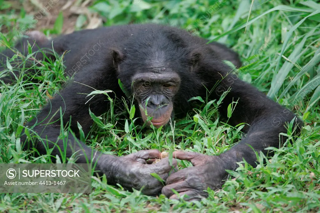 Bonobo laid down on grass Democratic Republic of Congo