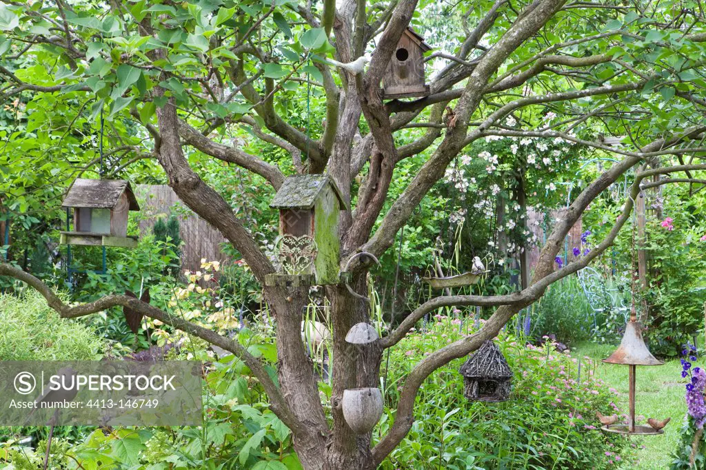 Breeding cages in a lilac in a garden