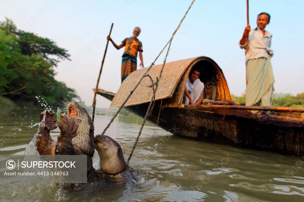 Fishermen on boat and their Otters in the water Bangladesh