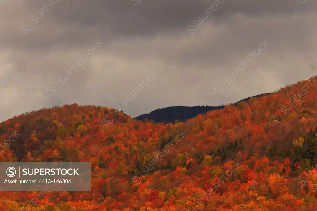 Red maple forest under a stormy sky Quebec Canada