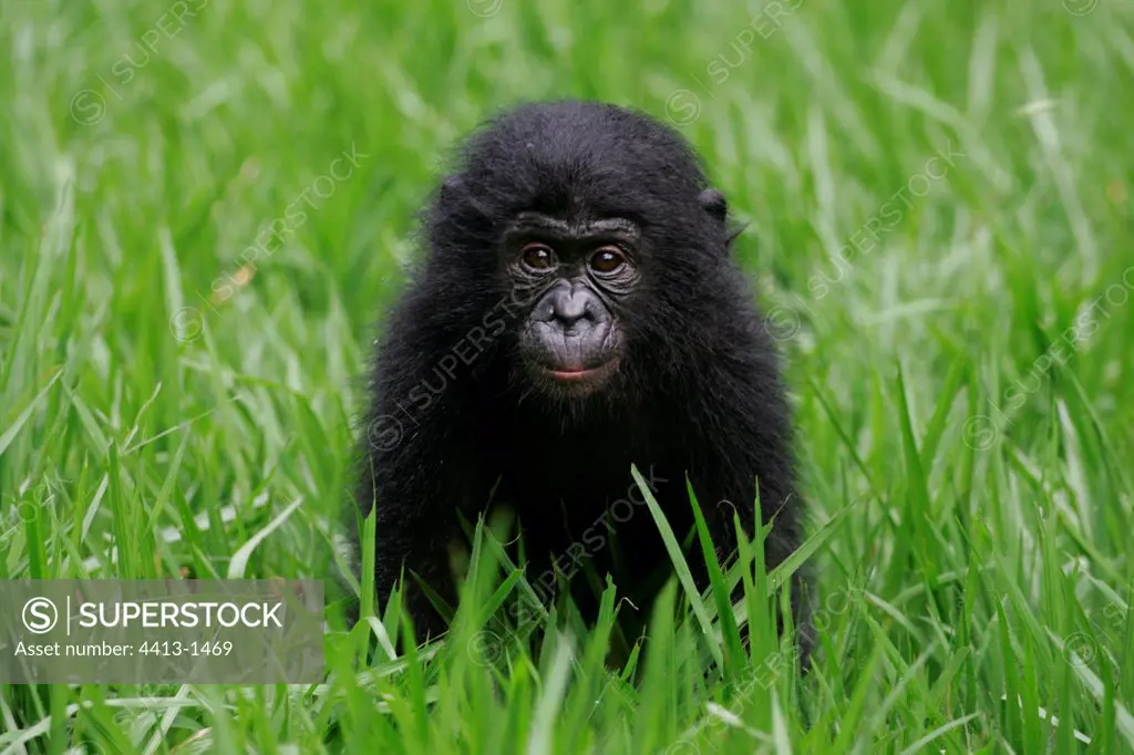 Lodja, young female Bonobo Democratic Republic of Congo