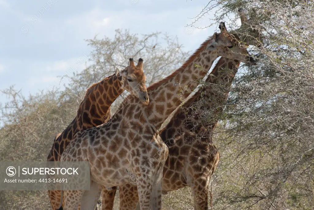 Group of reticulated Giraffes eating of the leaves