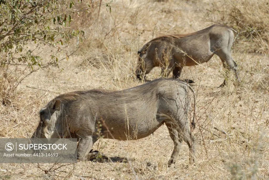 Desert warthogs seeking to eat on the ground
