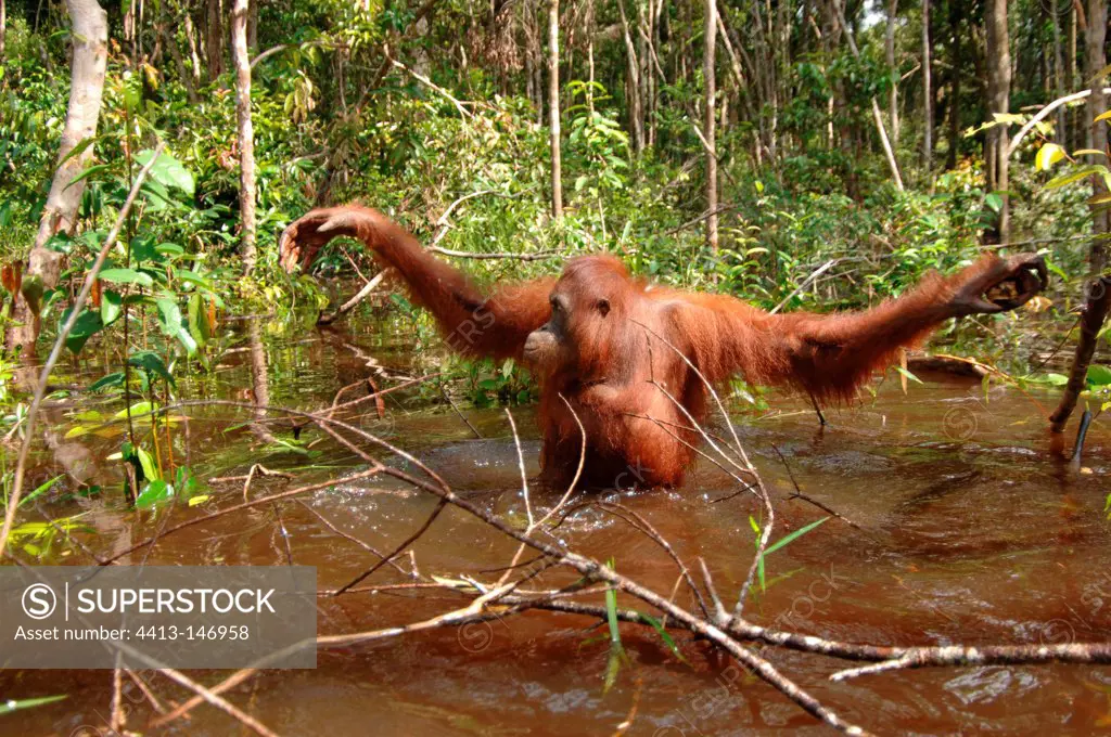 Orang-utans walking in the water during the rainy season