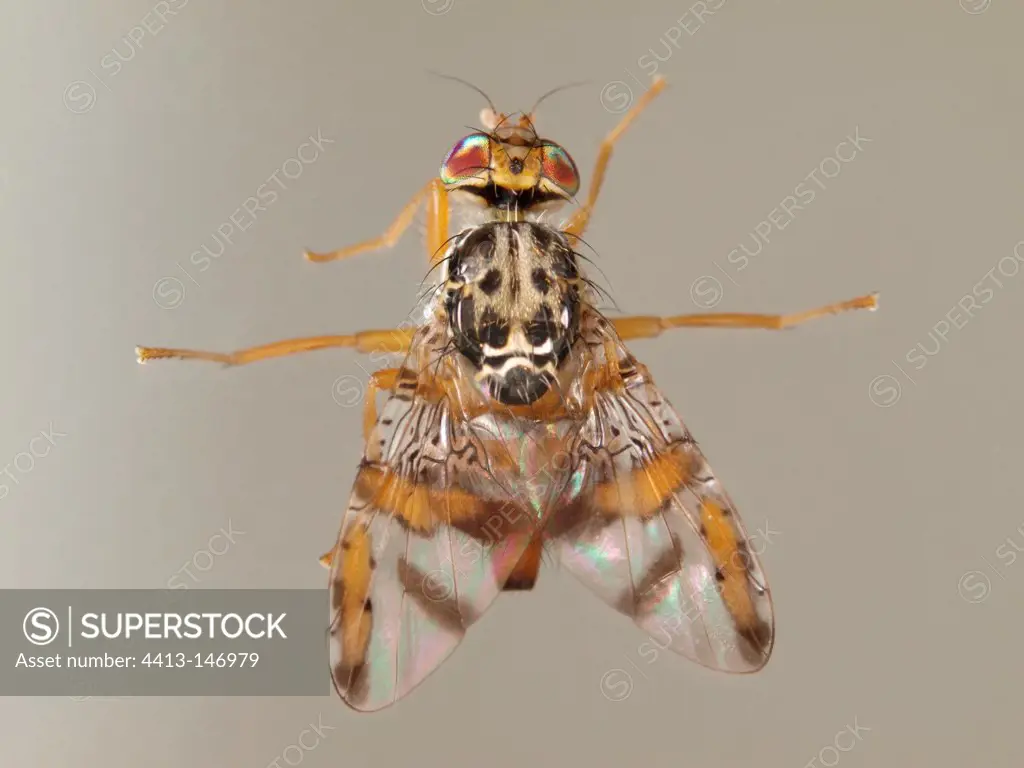 Female Mediterranean fruit Fly in dorsal view