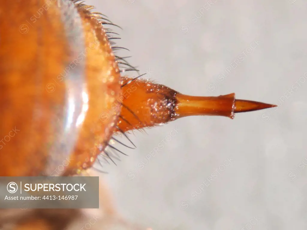 Female Mediterranean fruit Fly ovipositor