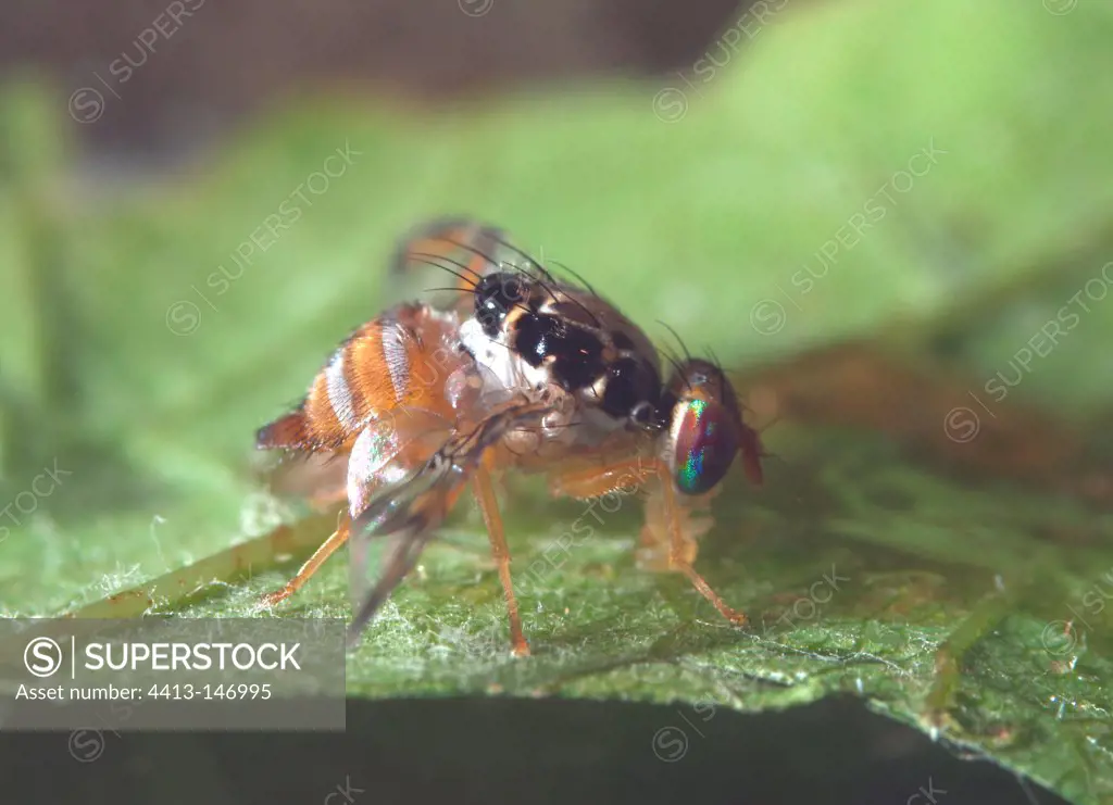Female Mediterranean fruit Fly rubbing its wings