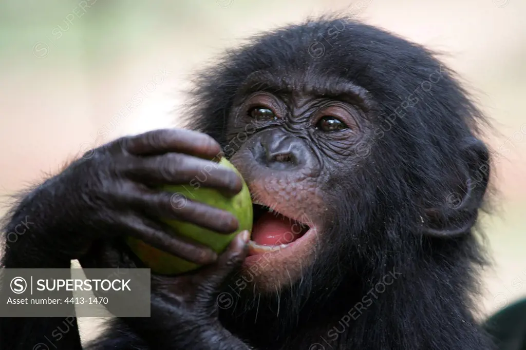 Bonobo eating a mango Democratic Republic of Congo