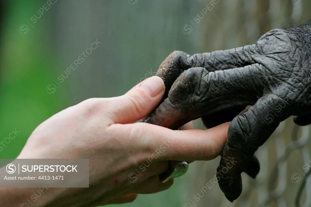Human hand holding a hand of Bonobo Democratic Republic of Congo